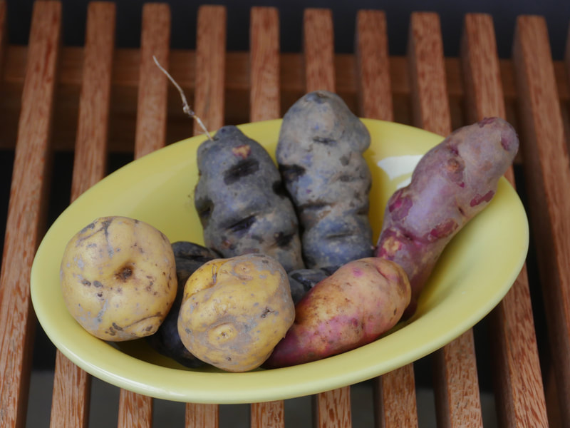 Yellow bowl with seven differently shaped potatoes. Three are purple, two are yellow, one is red and one is red and yellow.